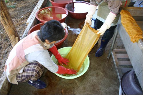 매염을 하고자 백반을 푼 물에 1차 착색된 옷감을 넣고 있다 